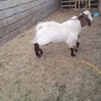 نری|حیوانات مزرعه|نرماشیر, |دیوار