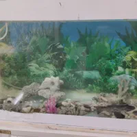 آکواریم تمکیل|ماهی|گلبهار, شهر جدید گلبهار|دیوار