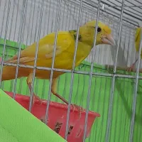 یک جفت قناری یکسر جیور