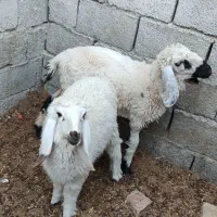 گوسفند|حیوانات مزرعه|سراوان, |دیوار