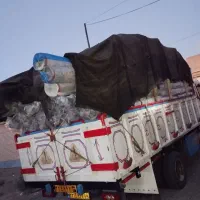 ویژه همشهری& فرش سارینا)