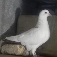 کبوتر