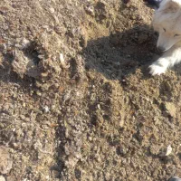 کود مرغ محلی قفسی