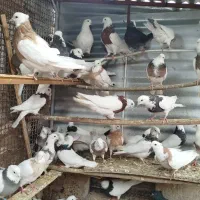 طوقی|پرنده|همدان, |دیوار