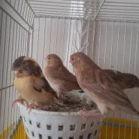 چهار عدد قناری جوانه ریزه خونی میکنن