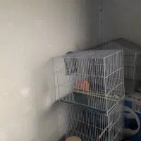 فروش قفس قناری