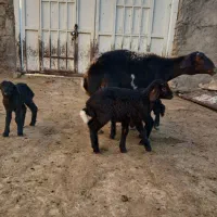 دوتا بره شیری کاه خور