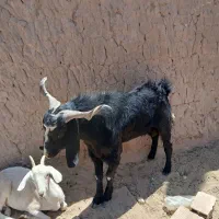 چپش پاکستانی لنگ دوقلو یک ساله