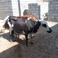 گاوبا گوساله