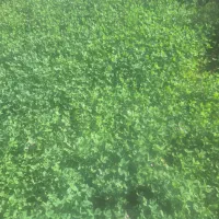 طلای سبز