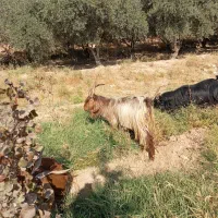 دوتا پازن|حیوانات مزرعه|شیراز, کرونی(خاتونک)|دیوار