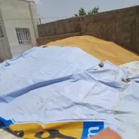 گندم به شرط نان