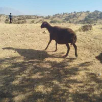 یک عدد میش داشتی|حیوانات مزرعه|ویسیان, |دیوار