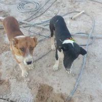 جوفت نر و ۸ ماهه|سگ|محلات, |دیوار