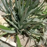گیاه آلوئه ورا