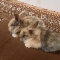 خرگوش لوپ و جرسی|موش و خرگوش|بوشهر, |دیوار