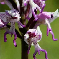 شراکت جهت راه اندازی مغازه قهوه فروشی با خانم