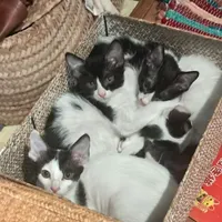 واگذاری بچه گربه