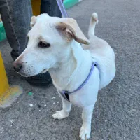 سگ نژاد میکس اشپیتز جک راسل|سگ|کرمان, |دیوار