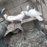 کبوتر|پرنده|سرایان, |دیوار
