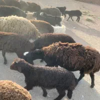 میش و‌بره