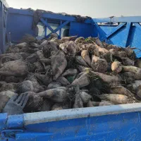 چغندر برای دام