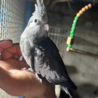 فروش عروس هلندی وات فیس و لوتینو|پرنده|بندرعباس, |دیوار