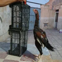 جوجه خروس لاری