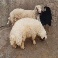 بره نر کارزان