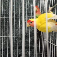 جفت کوتوله صورت هلویی|پرنده|مشهد, حجت|دیوار