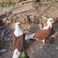 کبوتر تکپر|پرنده|کلاله, |دیوار