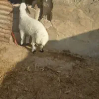 یک عددبره