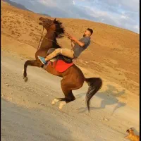 اسب وارداتی kwpn هولشتاین درساژ پرش کورس|اسب و تجهیزات اسب‌سواری|تهران, حصار بوعلی|دیوار