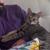 گربه گمشده|حیوانات|کیش, |دیوار