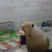 طوطی برزیلی گم شده