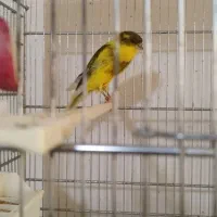 قناری رسمی بلند|پرنده|کرج, پیشاهنگی|دیوار