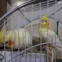 فروش انواع پرنده