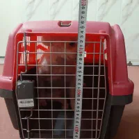 باکس سگ|لوازم جانبی حیوانات|نسیمشهر, |دیوار