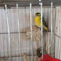 سهره سبزنر