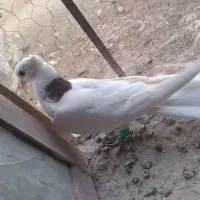 کبوتر نیم طوق