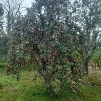 پیوندالماسی|خوردنی و آشامیدنی|مشگین شهر, |دیوار