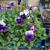 گل سبدی و گلدان های سرامیکی