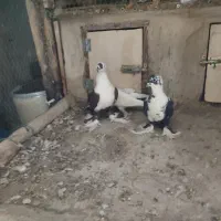 کبوتر ابلاغ و آغ لوتی|پرنده|اسکو, |دیوار