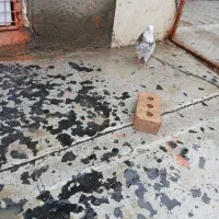 یک جفت سرور