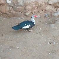 معاوضه و فروش|حیوانات مزرعه|گتوند, |دیوار