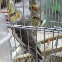 عروس هلندی با مرغ عشق|پرنده|بندر ماهشهر, |دیوار