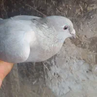 پلاکی سرور|پرنده|امیدیه, |دیوار