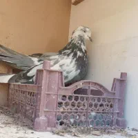 خریدار کبوتر پر