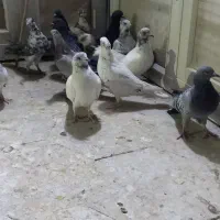 ۱۴تا گرفتنی بلندی|پرنده|قم, هفت تیر|دیوار