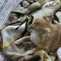 سگ پامر روباهی